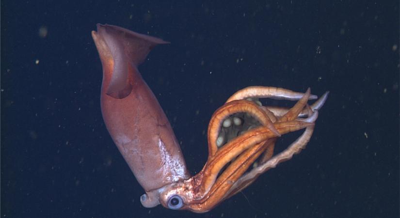 Korábban ismeretlen fajt észlelhettek a tenger mélyén