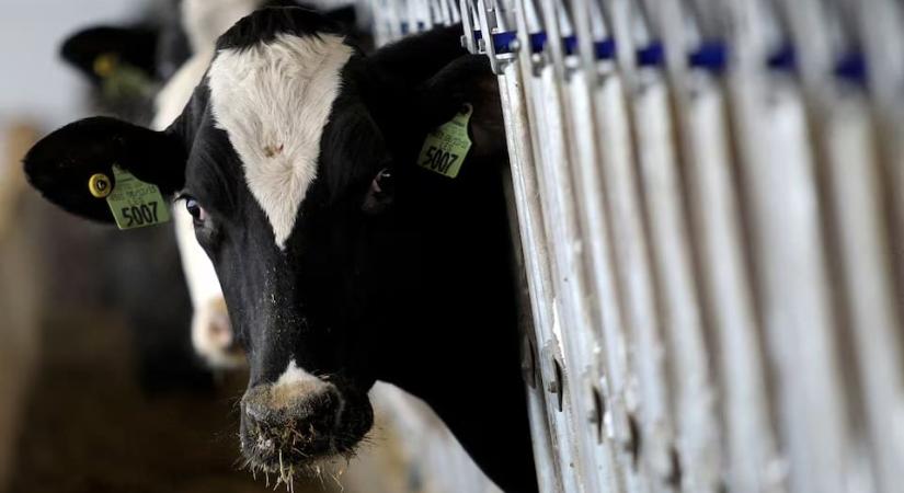 Már öt amerikai államban pusztultak el madárinfluenzával fertőzött tehenek