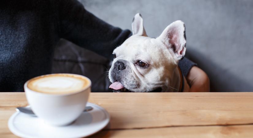 Egyetlen korty kávé is végzetes lehet a kutya számára: a koffeinmentes sem veszélytelen