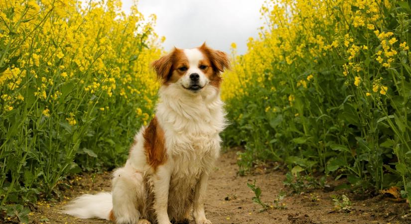 Kromfohrlandi fajtaleírás: a terrierből lett társasági kutya