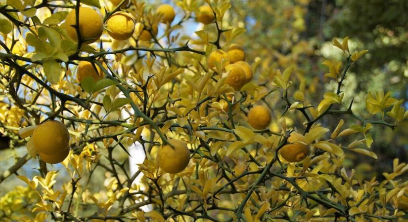 Mivel kezelik a déli gyümölcsök felületét és hogyan távolítható az el?