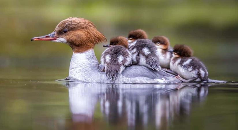 Életveszélyes a vízimadarak etetése