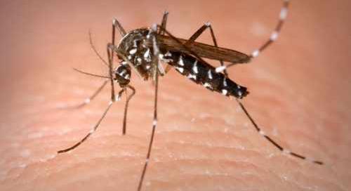 Veszélyes, új szúnyogfajták jelentek meg Magyarországon