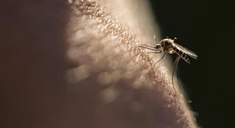 Járványokat okozhatnak nálunk is az új szúnyogfajok – figyelmeztet a biológus