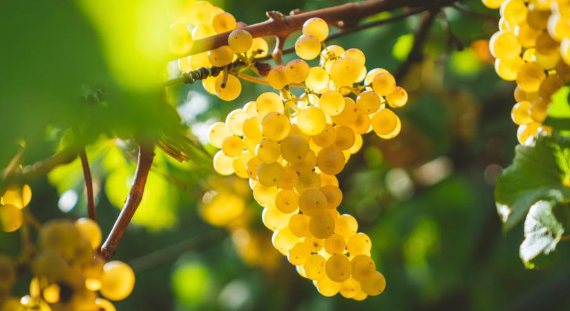 „Az én boromban nincs más, mint a szőlőfürt nedve” – magyar borhamisítási kalandok