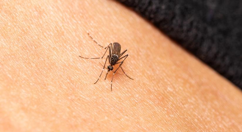 Járványokat okozhatnak ezek a Magyarországon is megjelent szúnyogfajok