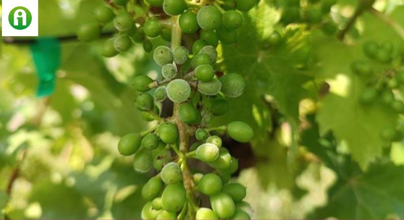 Növényvédelmi előrejelzés: A szőlőben egyszerre három betegség támad!