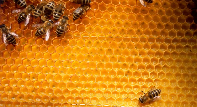 Ez kemény: alig esznek mézet a magyarok, szinte minden külföldre megy