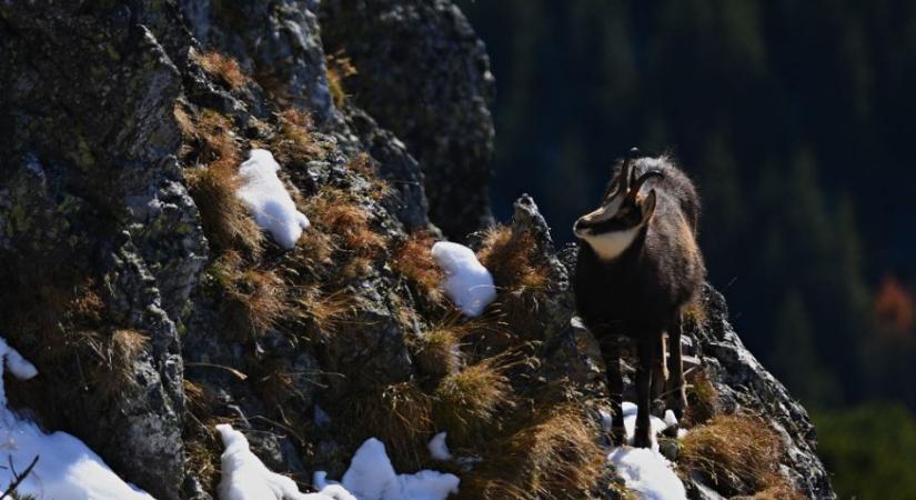 A hagyományos tavaszi összeírás során ezúttal 793 zergét számláltak a Tátrai Nemzeti Parkban