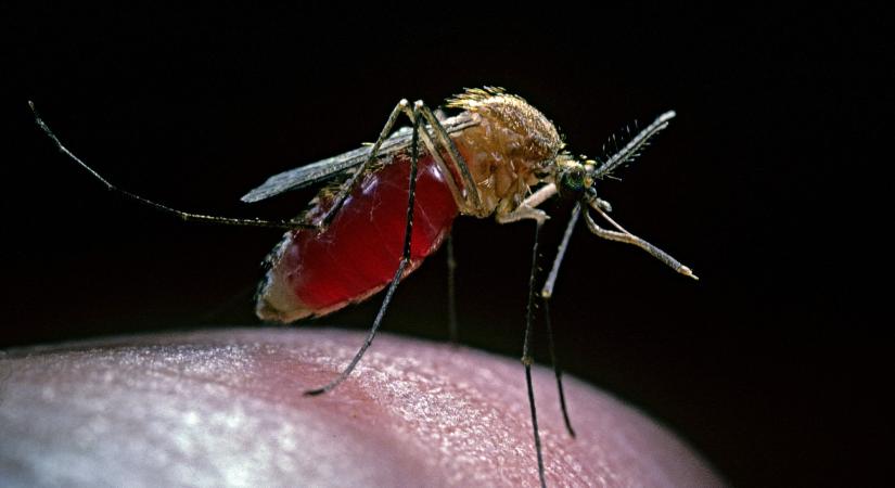 Itt a csúf igazság a szúnyogokról: nagyobb a baj, mint sokan hiszik