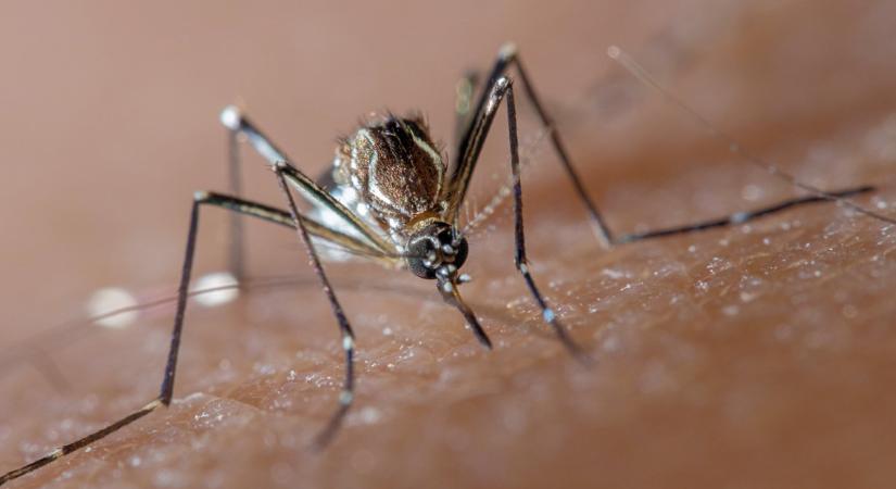 Brutális szúnyogirtó akció kezdődik: kétszázharminc település várja a megkönnyebbülést