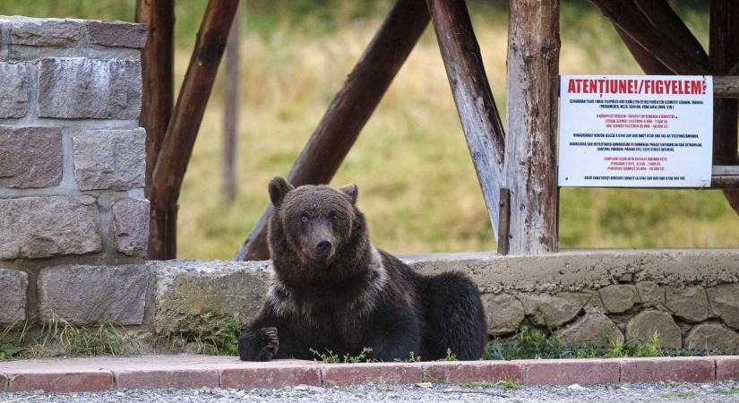Medvék miatt 19 alkalommal riasztották a csendőröket a múlt héten Hargita megyében