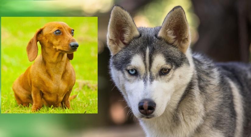 Husky és tacskó a szülők: ez a rendkívüli kutya született a szerelültből - Fotó
