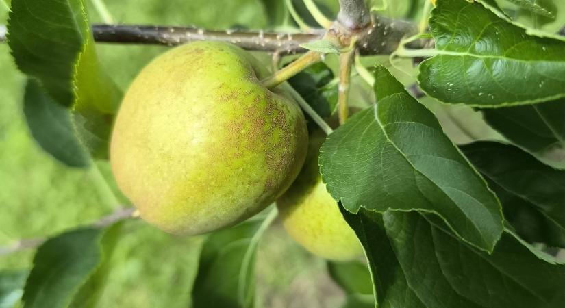 Mitől alakultak ki barna foltok a Golden almafa termésén?