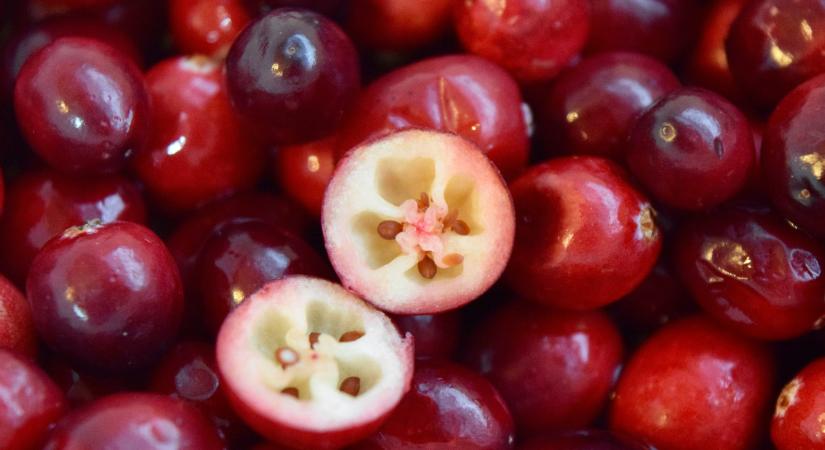A bogyós gyümölcsök legnagyobb polihisztora: a tőzegáfonya