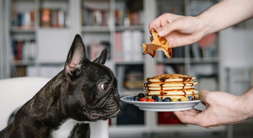 Kedvelt reggeli, de a kutyád vajon ehet belőle?