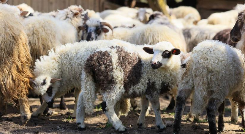 Körözi a rendőrség a kisteleki juhokat és pár tehenet