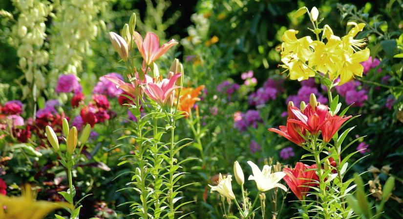 Három tipp, ha hőség van a virágoskertben