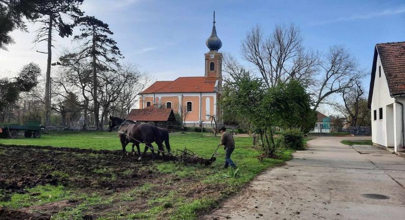 A diákok és a szülők közös munkájának eredménye az iskolakert