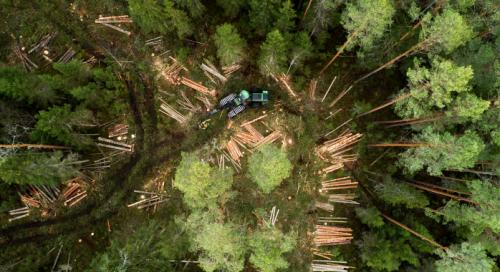 Ingyenes szakértői hálózattal segíti az erdőgazdálkodókat a Nemzeti Agrárgazdasági Kamara