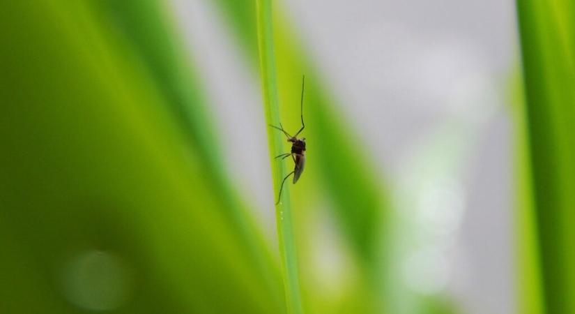 Új szúnyogfajok veszélye