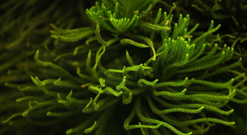 Az alga csodája: fotoszintézis termel áramot egy új energiacellában
