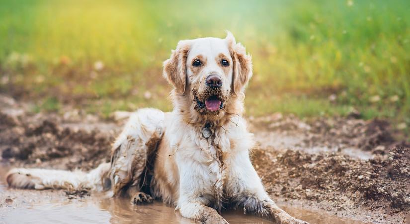 Tényleg igaz, hogy nem szabad gyakran fürdetni a kutyákat?