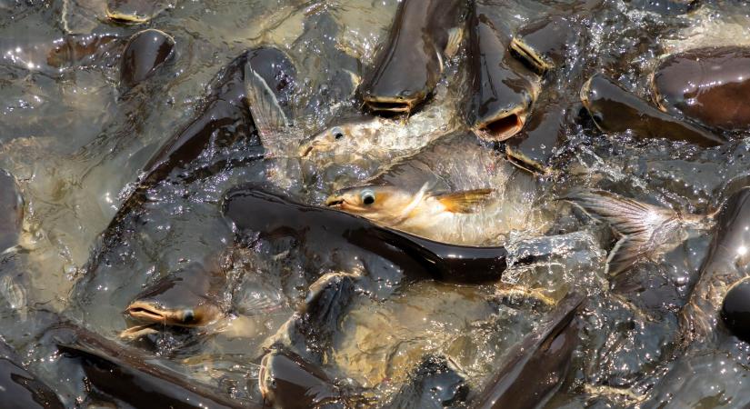 Brazil rémhalat fedeztek fel a Hévizi-tóban, nagy veszélyben van az élővilága