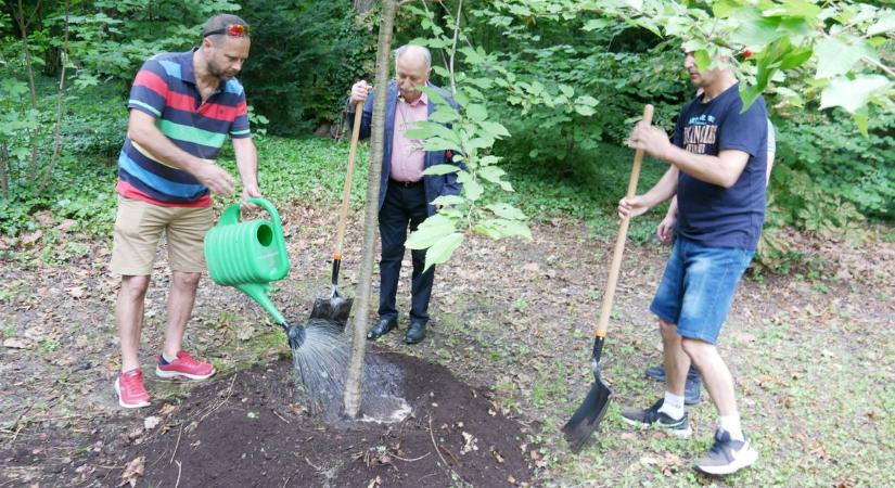 Elültették a Születések Fáját a Sárvári Arborétumban