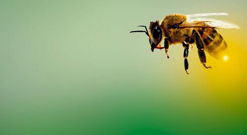A kártevők elleni kombinált kezelés segíti a méhek téli túlélését