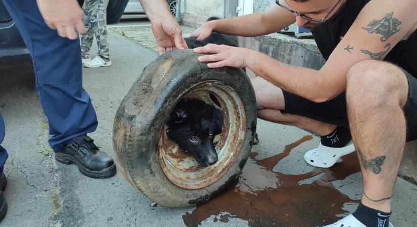 Kutya az autókerékben: tűzoltók szabadították ki Bundást