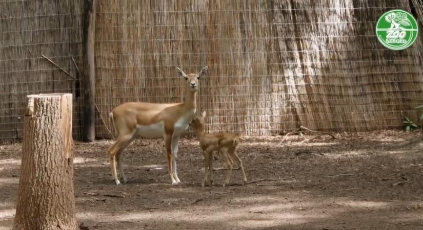 Először születtek indiai antilopok a Szegedi Vadasparkban