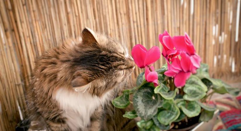 8 mérgező szobanövény, amit felejts el, ha macskát tartasz: hányást és pulzuszavart is okozhatnak