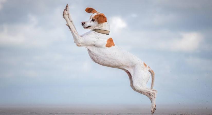 Zseniális pillanatban kapták lencsevégre a repülő kutyát - Kihirdették az év legviccesebb háziállatos fotóit