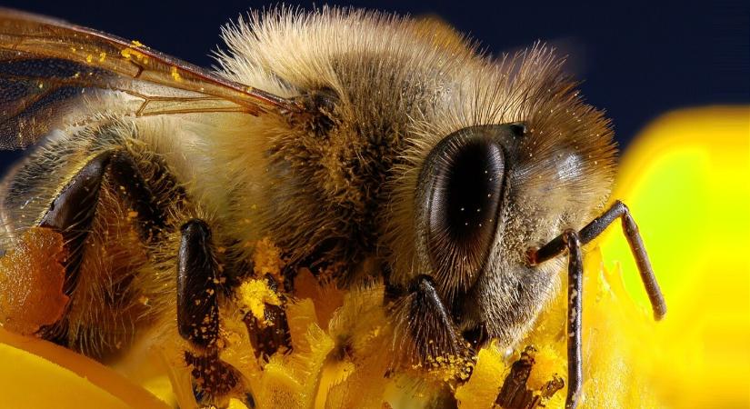 Melyik méz a legegészségesebb?