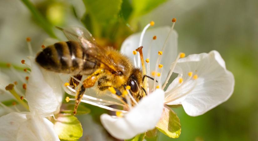 Ezek a legjobb házi praktikák darázscsípés, méhcsípés ellen