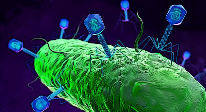 Bakteriofág vírusok – Harc a szuperbaktériumok ellen