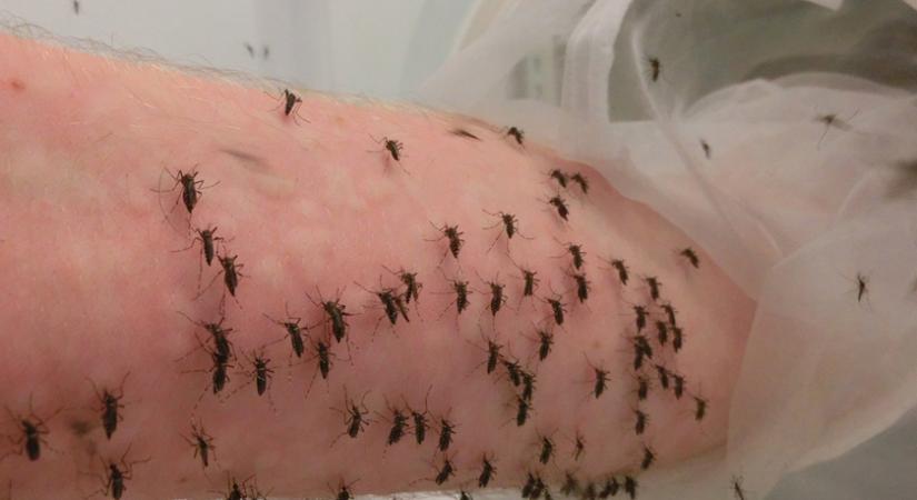 Több ezer szúnyogot etet a tudós saját karjából: nem lehet vakaródzás nélkül végignézni a videót