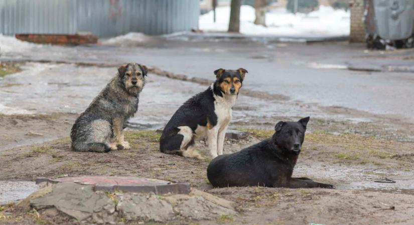 Törökország eutanáziával szabadulna a kóbor kutyáitól
