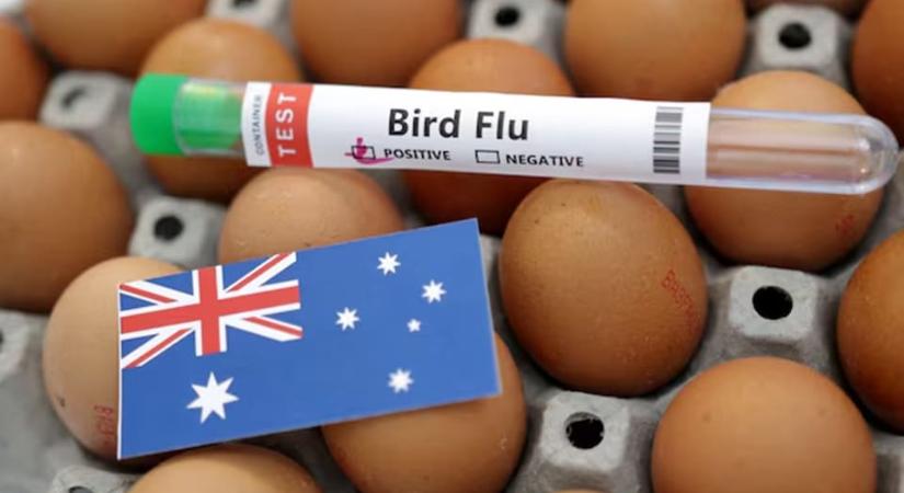 Madárinfluenza miatt tilalom az Ausztrál baromfitermékekre