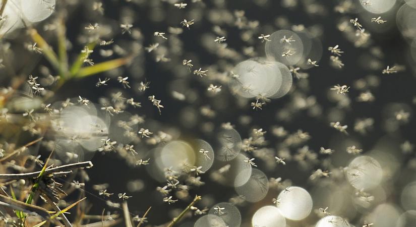 Szúnyogok miatt háborog a megye: kibírhatatlan a helyzet, mégsem nem kapnak engedélyt az írtásra