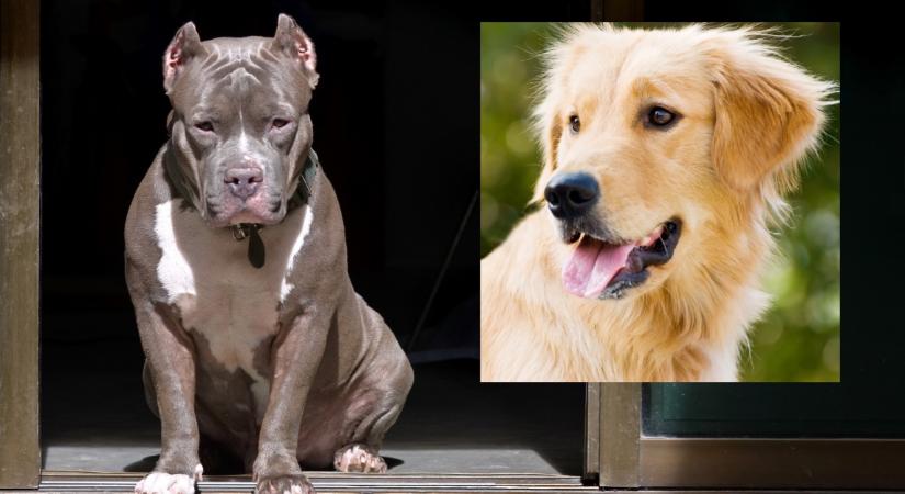 Pitbull és golden retriever a szülők: így néz ki a szerelemgyerekük - Fotók