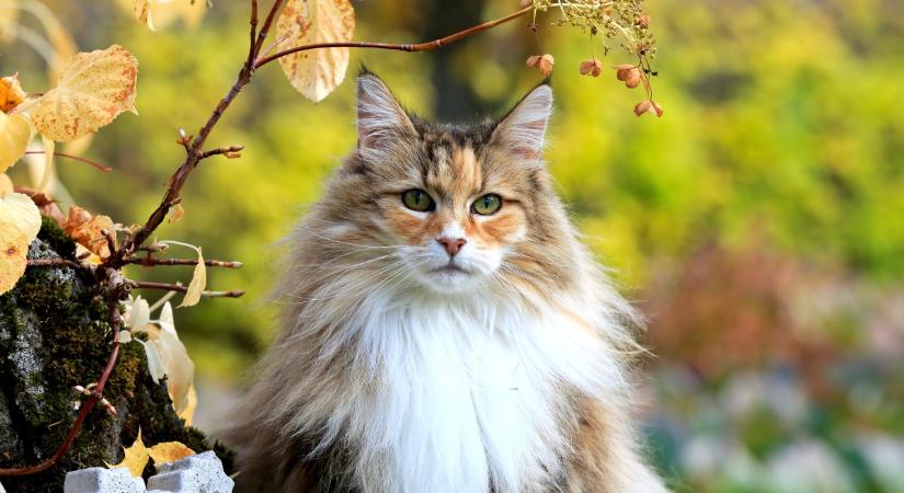 Régen a vikingek társa volt, mára a világ kedvence: mennyire ismered a norvég erdei macskát? – Kvíz