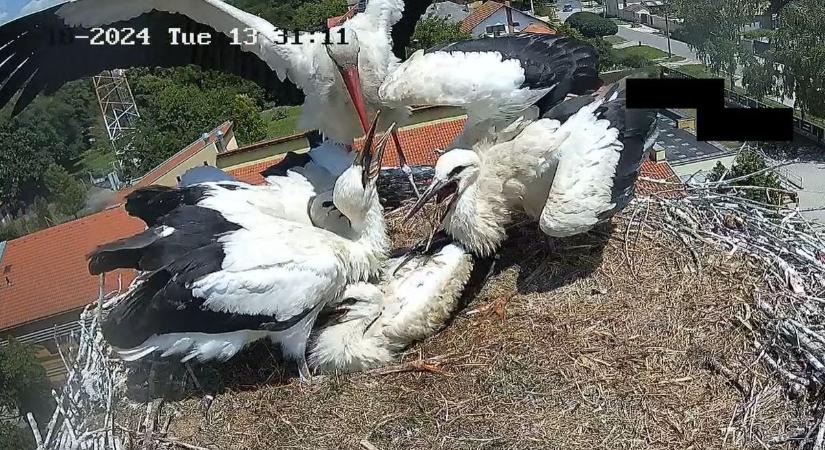 Az új abonyi gólyakamera révén élőben nézhetjük, hogyan cseperednek fel a helyi gólyák