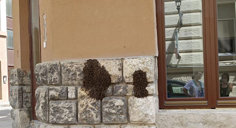 Hatalmas méhraj telepedett meg Pécs belvárosában