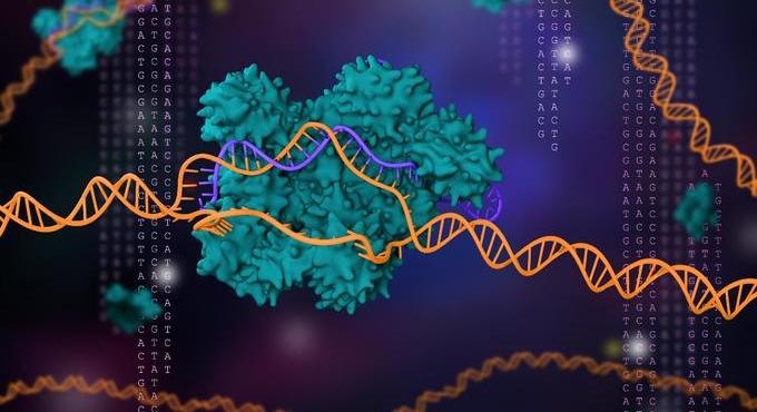 A genomszerkesztés svájci bicskája: a CRISPR/Cas9 rendszer