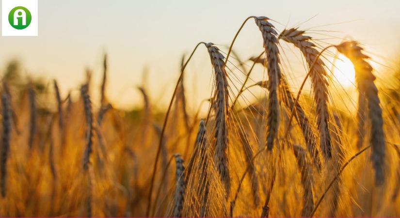 Tönkölybúza, az ősi gabona, ami komoly betegségeket segíthet megelőzni