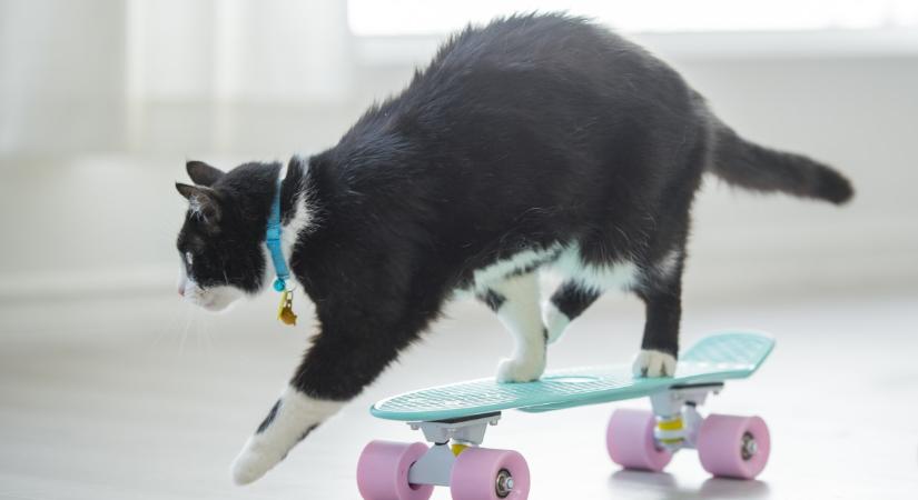 Ez a cica világrekordot döntött: ilyen ügyes négy keréken