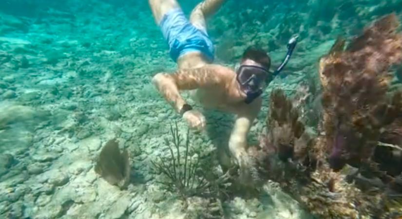 Kagylót keresett a tenger mélyén a férfi: amit "talált", attól a párja a víz alatt kezdett üvölteni - Videó