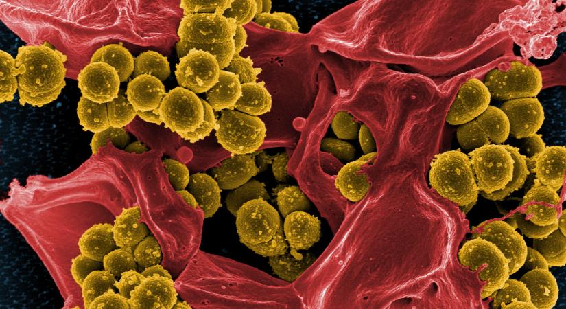 A baktériumok sejtfalát roncsoló antibiotikumot fejlesztettek magyar kutatók